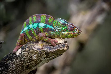 grüner Chameleon auf Ast in Madagaskar Afrika